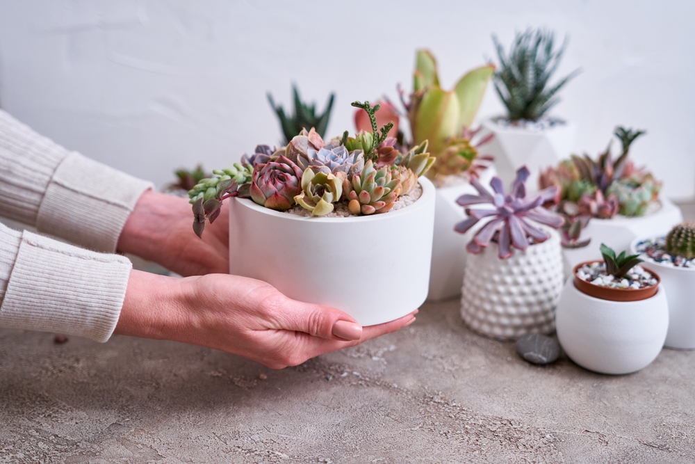 pots with groups of houseplants on concrete table - Echeveria and Pachyveria opalina Succulents