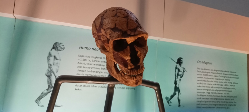 skull of an ancient Neanderthal human at the Sangiran Museum, Bukuran Cluster, Sragen, Central Java Province, Indonesia, November, 18, 2023
