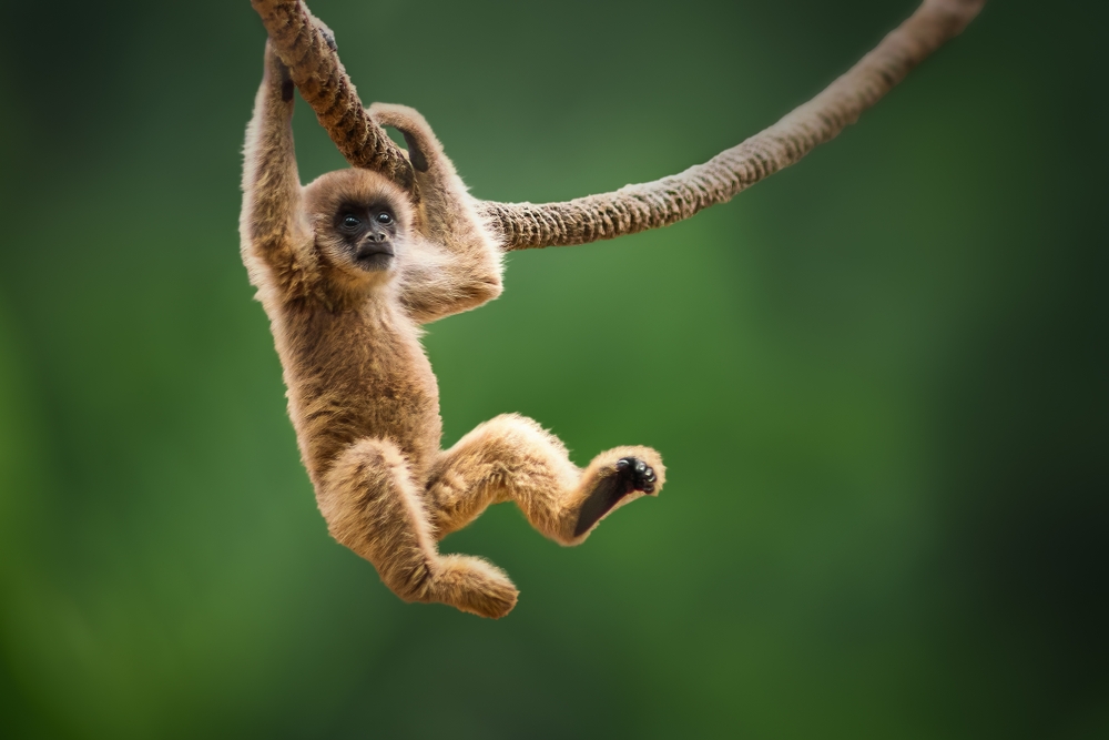 Baby Southern Muriqui monkey (Brachyteles arachnoides)