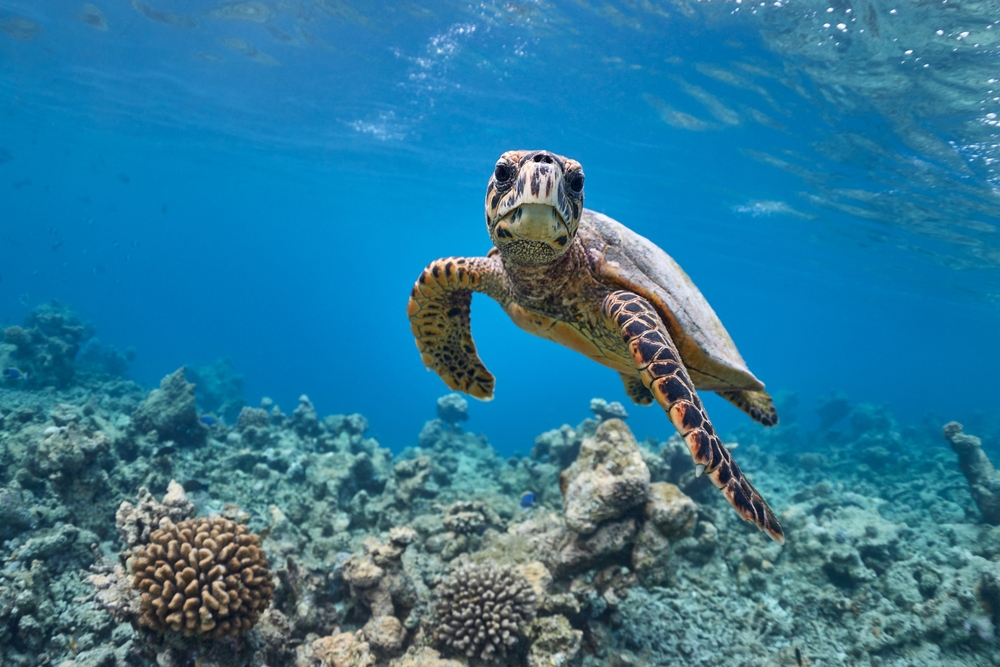 Hawksbill sea turtle swimming in blue lagoon
