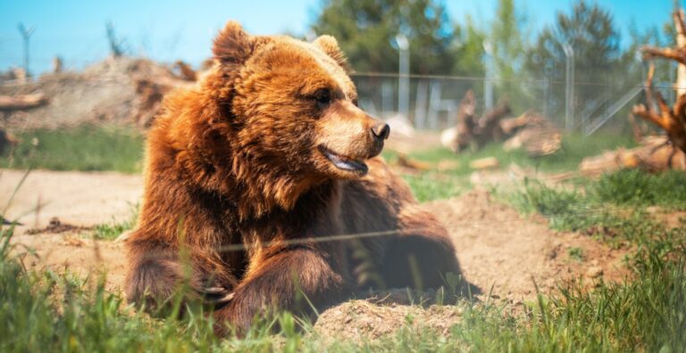 You Can Legally Own These 7 Wild Animals in The USA, But Probably Shouldn’t - Featured image