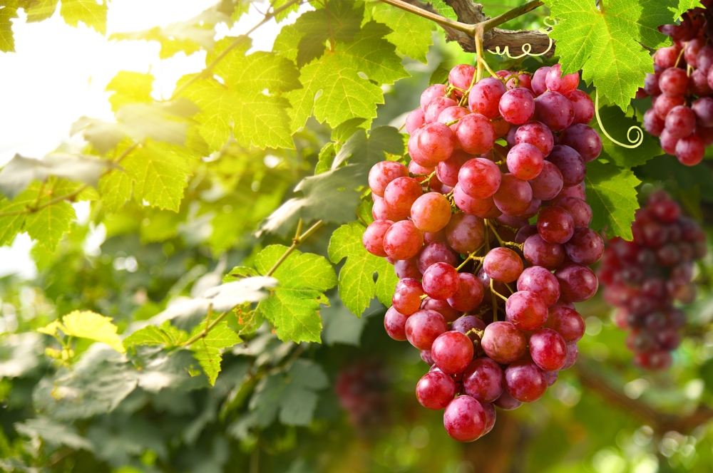 Red grapes hanging on vine in grape farm.
