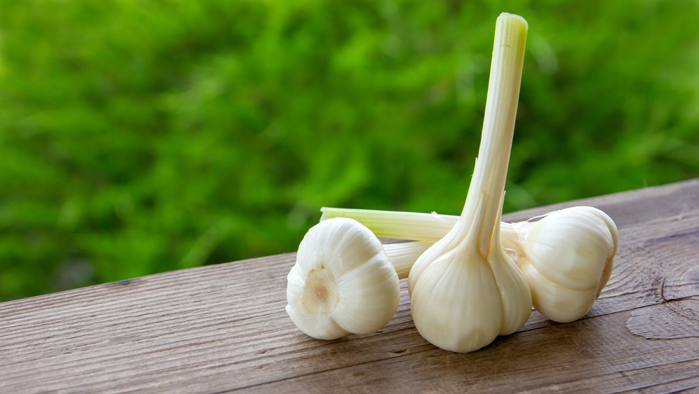 Natural Antibiotic, Fresh Garlic Bulbs on Wooden Background in Rustic Style. Healthy Natural Food, Enriched with Vitamins and Antioxidant. Organic Vegetables from the Garden Beds.
