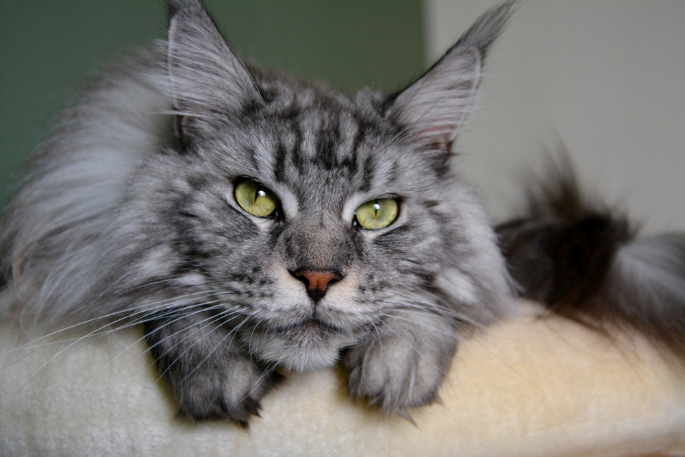 close-up photo of a silver Maine Coon cat's face