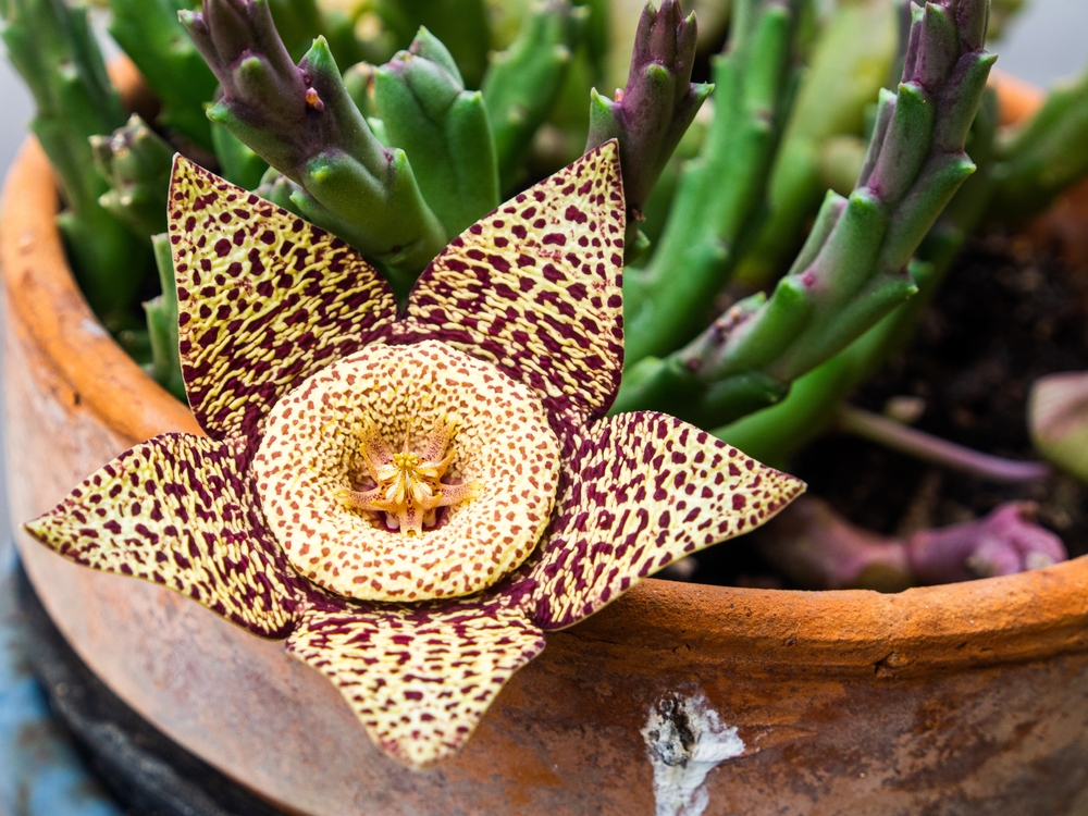 Close-Up View of Stapelia Flower in Decorative Ceramic Pot with Succulent Plant. Exhibits nature's vibrant patterns and organic aesthetics, perfect for gardening or natural plant-related visuals.