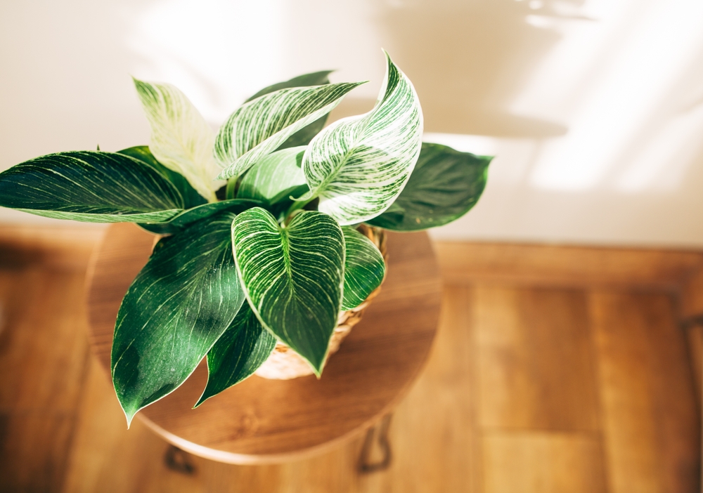 Top view Philodendron Birkin in a pot. Copy space. sunlight shadows on the wall. house plant care concept. Minimal home decor composition.