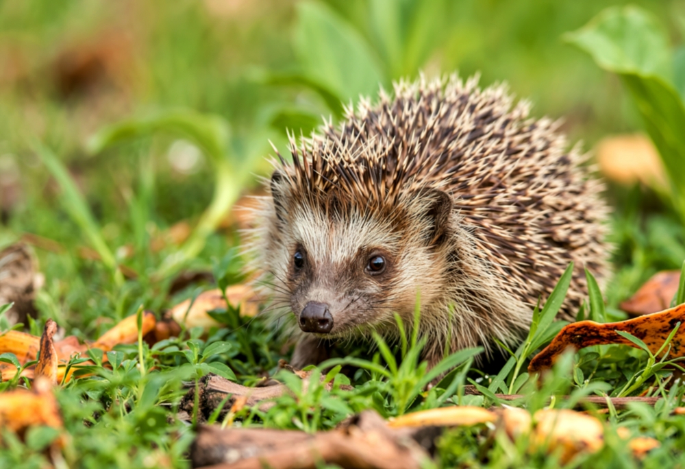 Young hedgehog in natural habitat