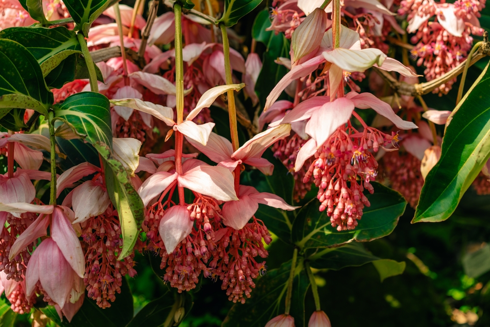 Medinilla magnifica, the showy medinilla or rose grape, is a species of flowering plant in the family. High quality photo