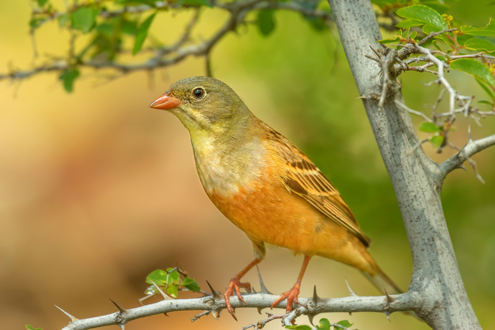 Ortolan Bunting (Emberiza hortulana) on perch
