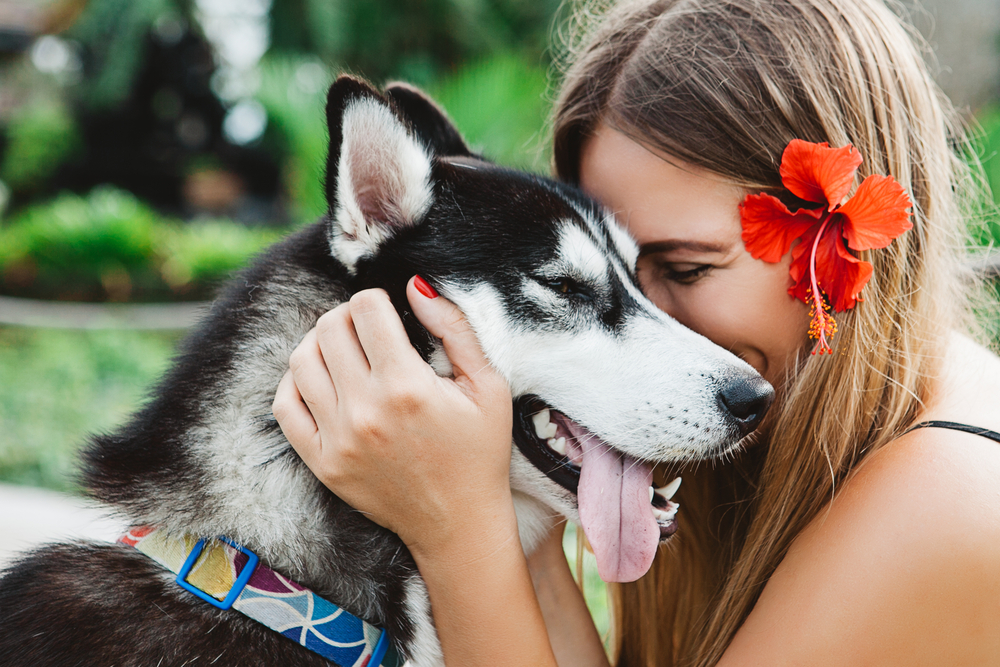 Young blonde woman in black dress with red hibiscus flower with husky dog at sunny weather, friendship between human and animal