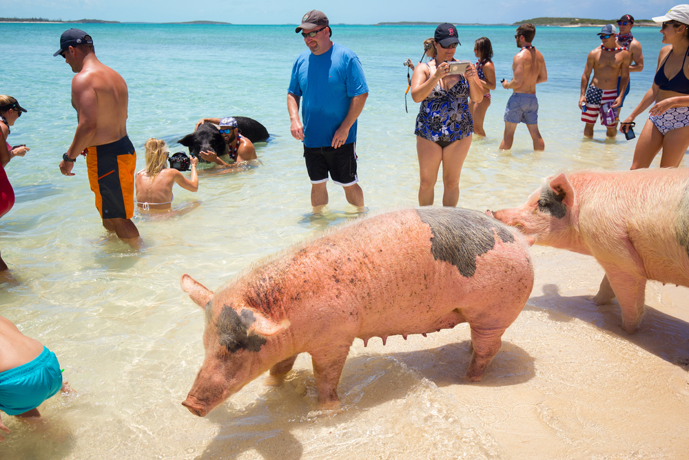 USA. BAHAMAS. PIG BEACH. JULY, 2017:Excursion to the island Pig Beach. Pigs in the Atlantic Ocean.