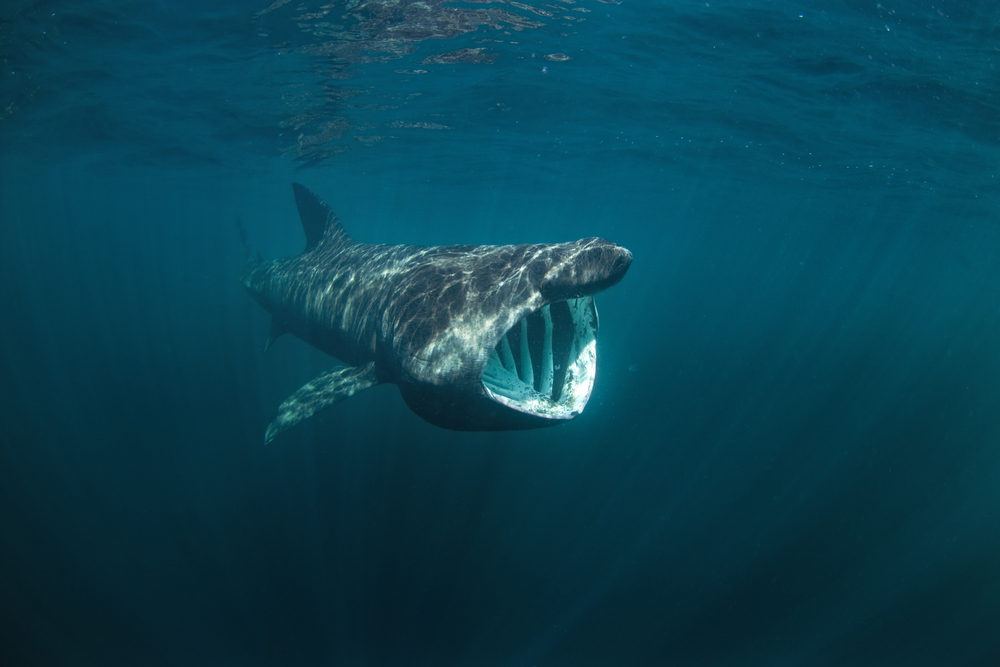 basking shark, cetorhinus maximus, Coll island, Scotland