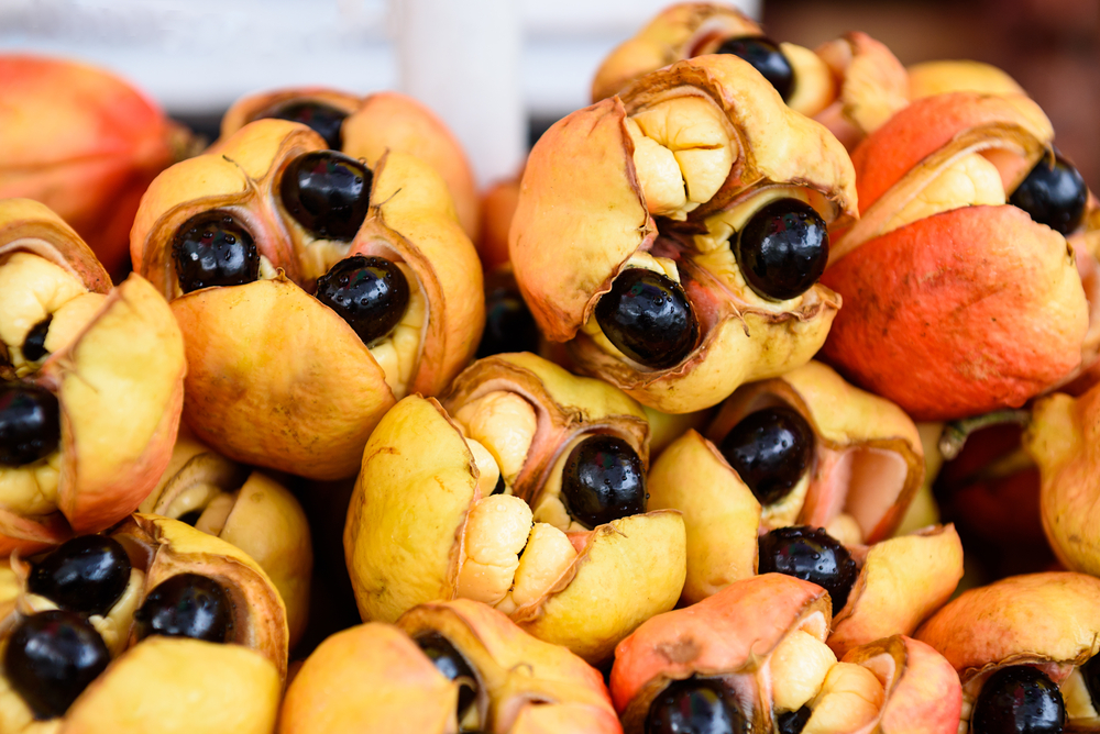 A pile of raw ackees in their pods; blighia sapida
