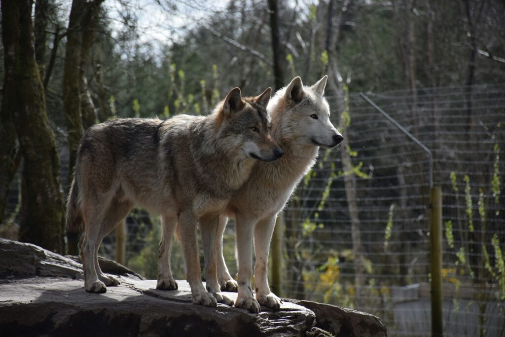 two wolves standing on a log
