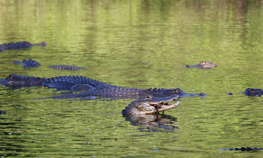 black crocodile on green water during daytime
