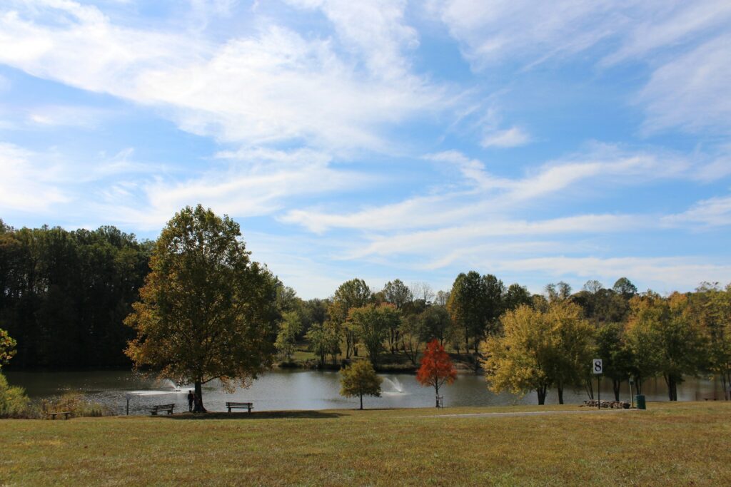 green trees near body of water under blue sky during daytime
