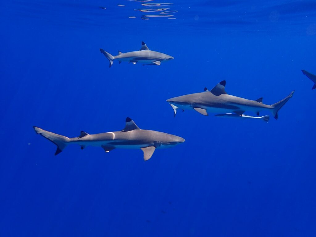 three white-and-black sharks
