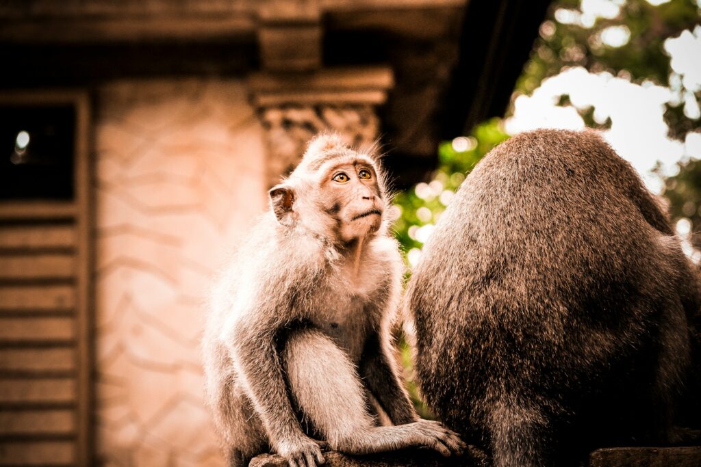 selective focus photography of black monkey
