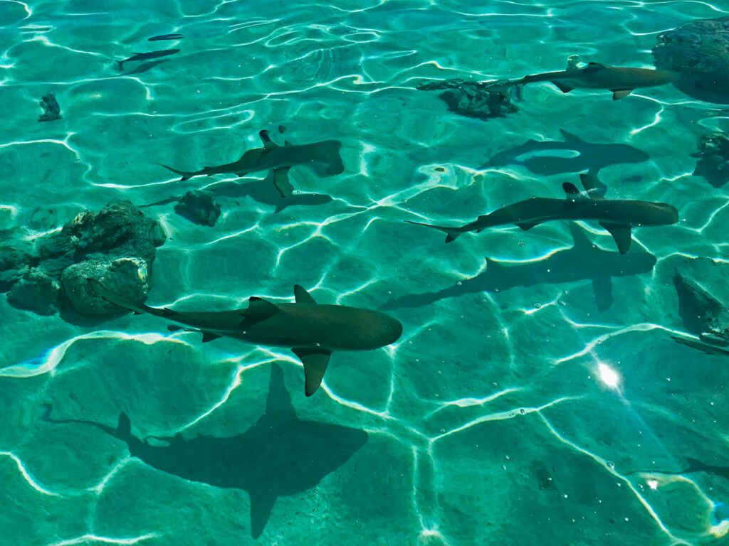 black shark in body of water
