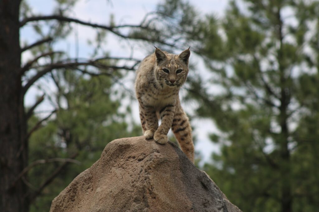 A cat is standing on top of a rock
