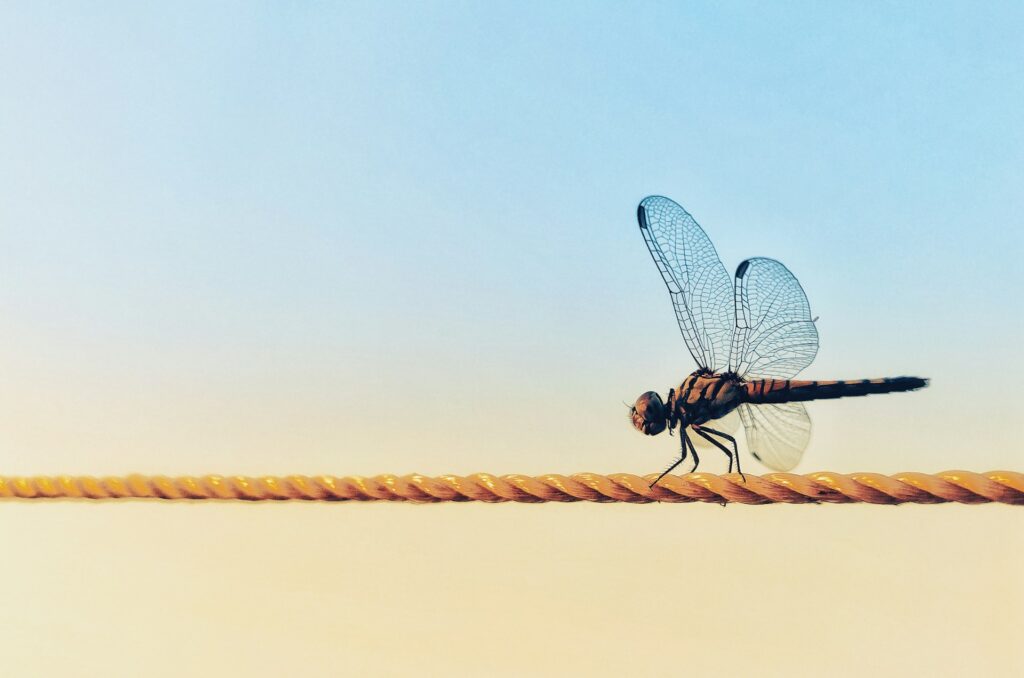 black and red dragonfly perched on brown stick
