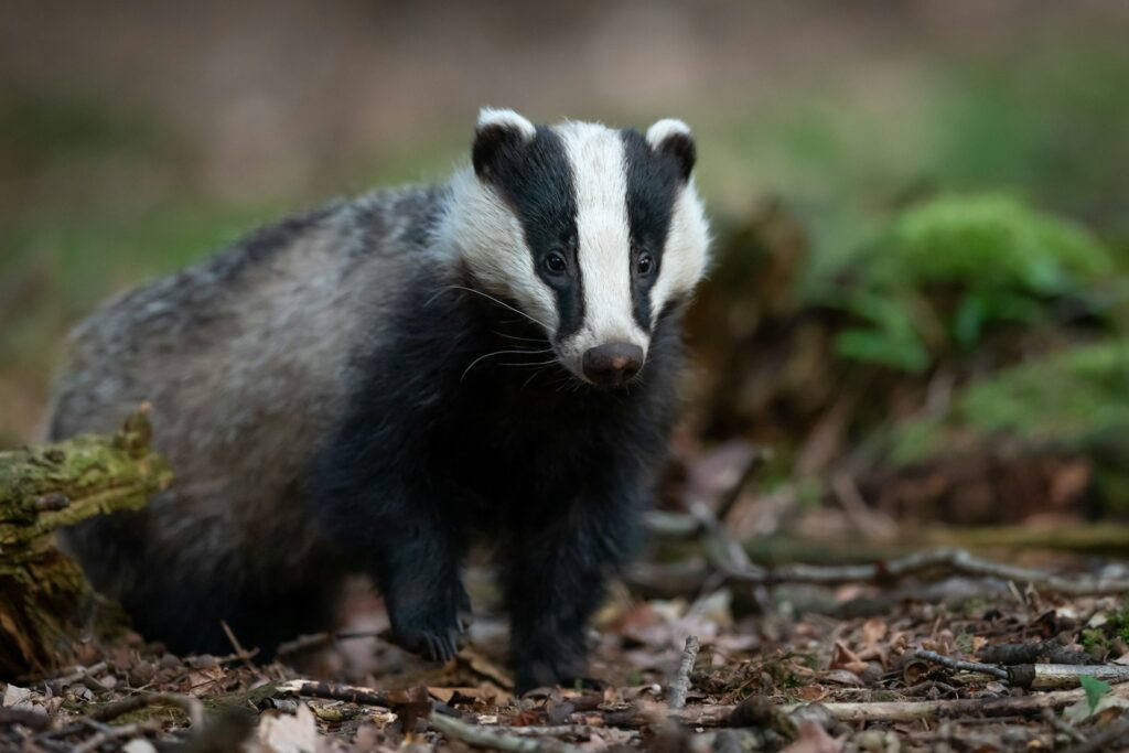 black and white badger photo
