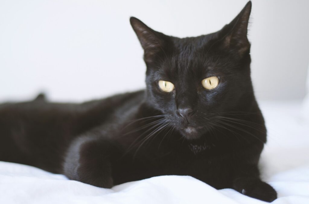 black cat
