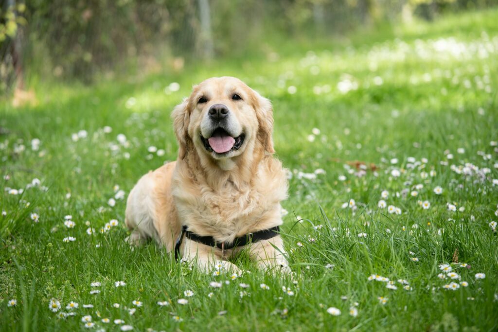 medium short-coated white dog lying on green grass field
