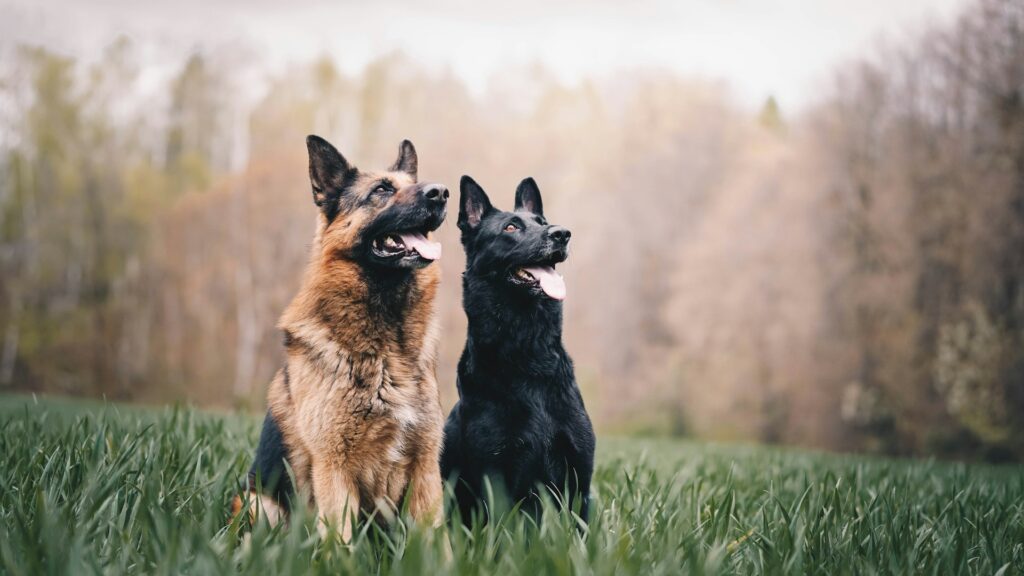 black and tan german shepherd on green grass field during daytime
