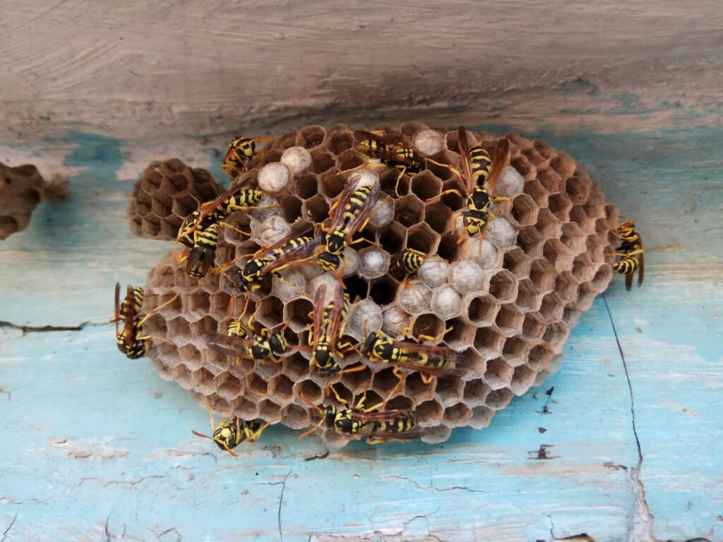 wasps