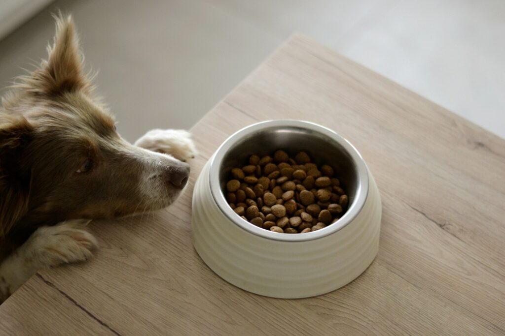 a brown and white dog eating food out of a bowl
