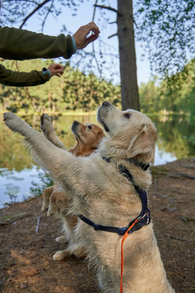 Two golden retrievers reaching for treats by a lake
