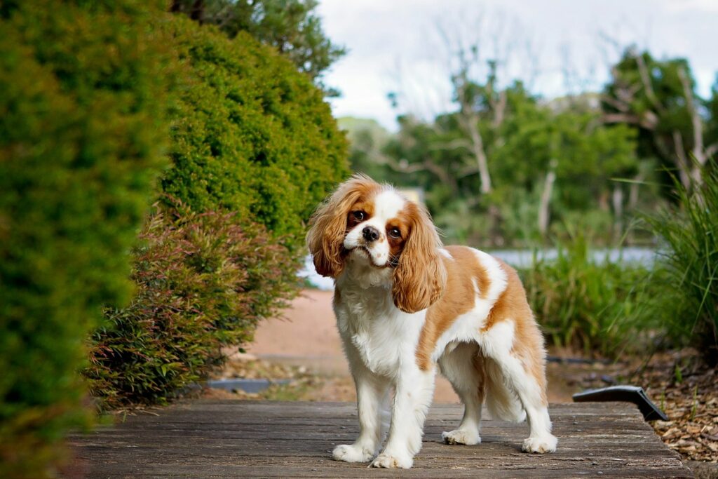 brown and white long coat small dog on grey concrete road during daytime
