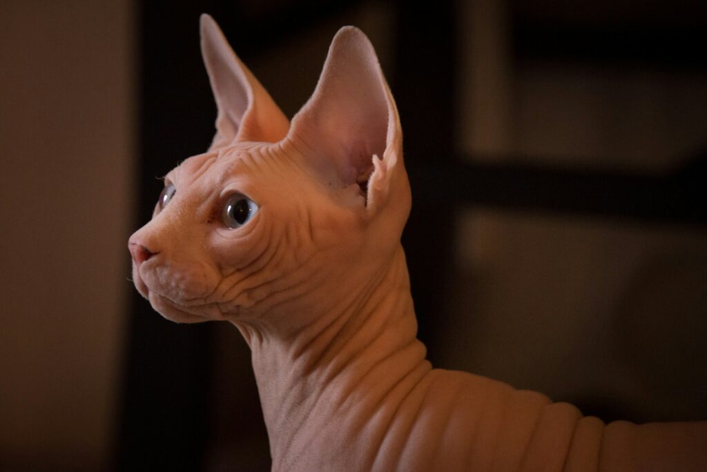 sphynx cat
