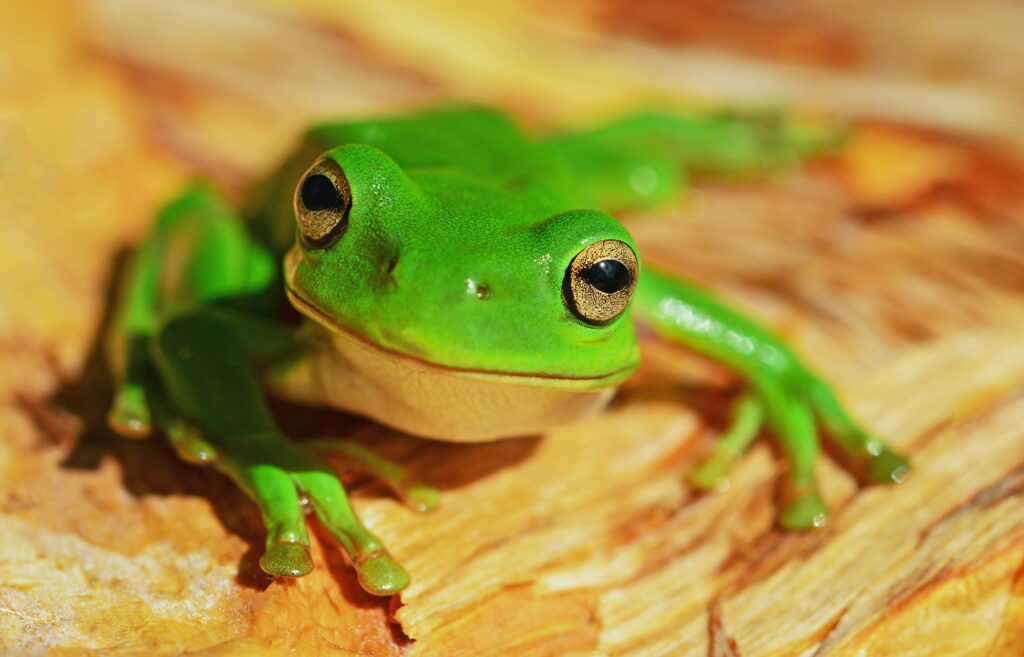 Frog