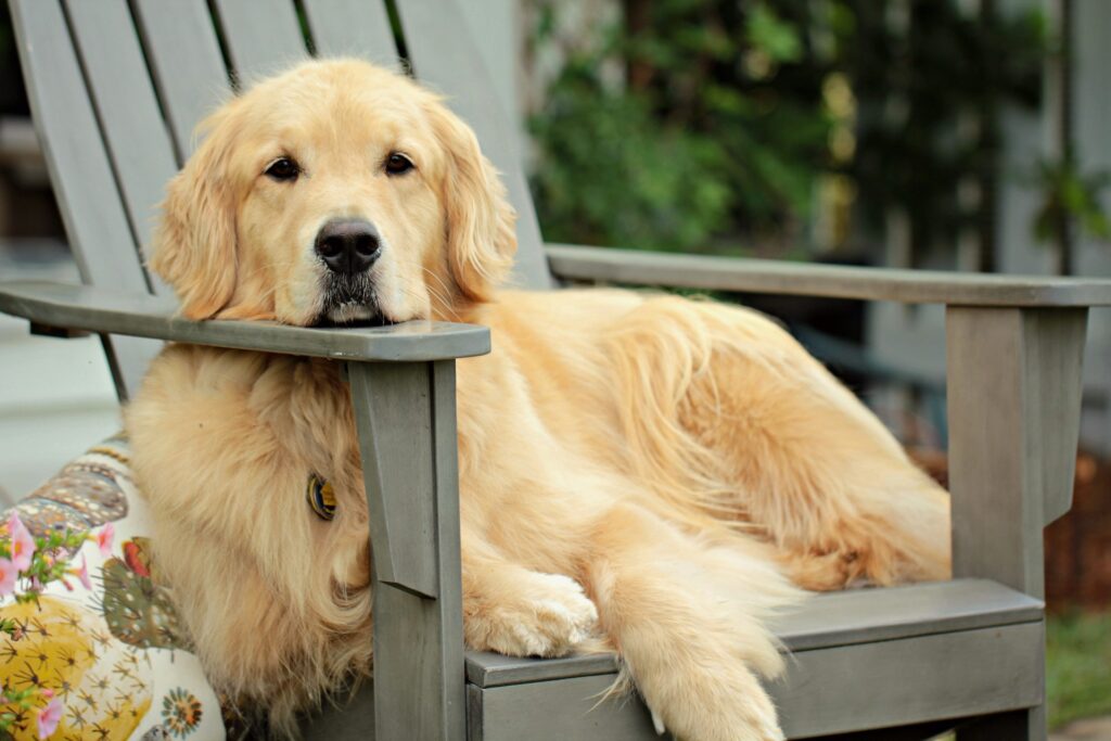 golden retriever puppy on grey wooden fence during daytime
