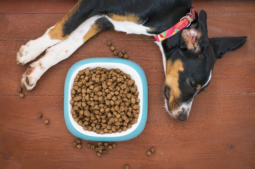 Dog, Pet, Food image