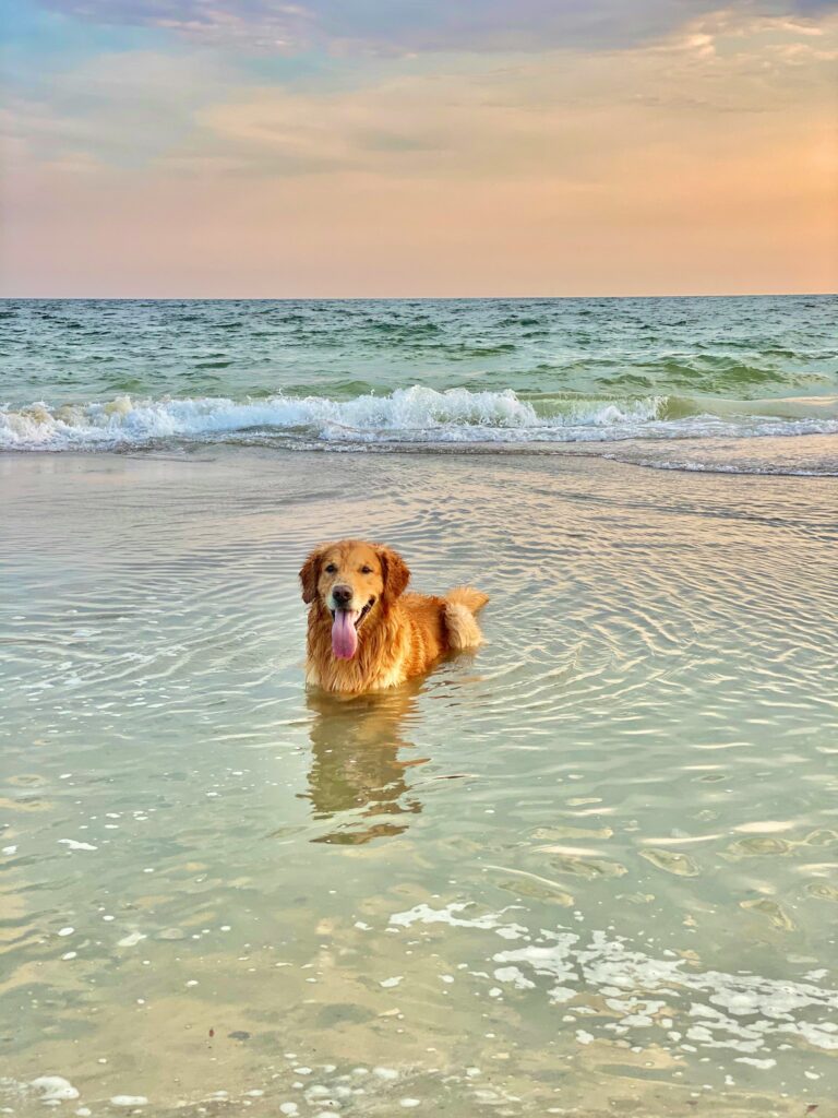 brown short coated dog on body of water during daytime
