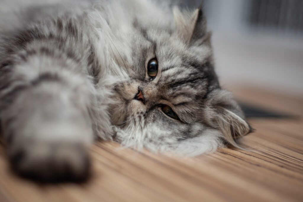 a grey cat laying on a wooden floor
