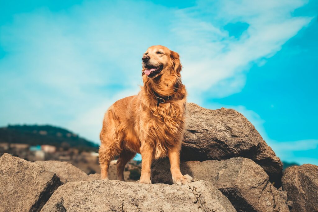 golden retriever on gray rock during daytime
