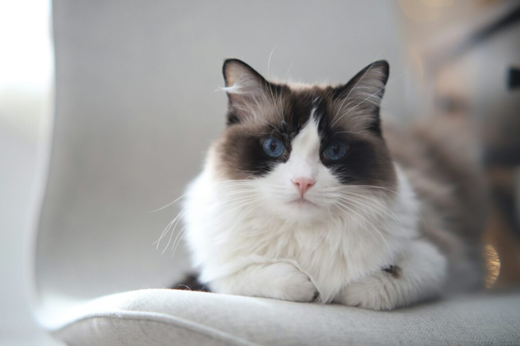 a cat with blue eyes sitting on a chair
