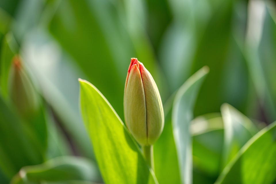 Tulip, Bud, Young image