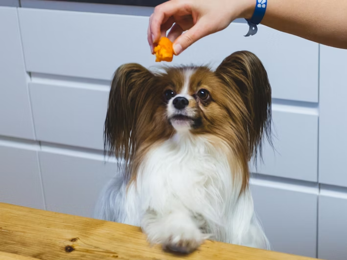 A dog watching a treat