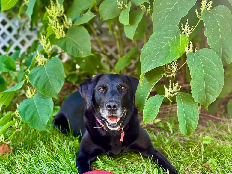 dog underneath a berry tree, image
