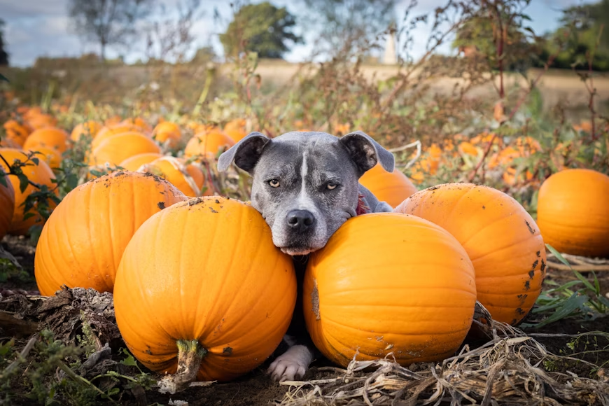Dog with head resting on pumpkins