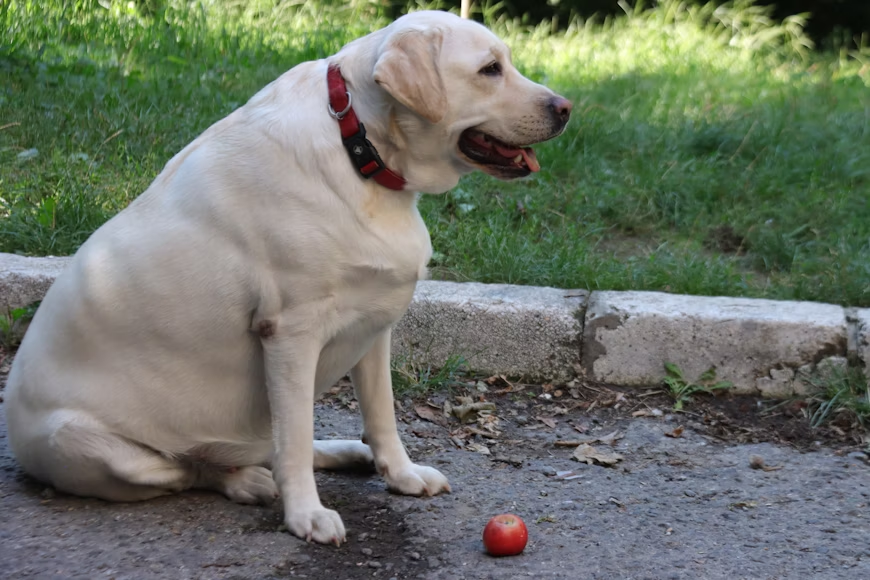 Dog with apple, image