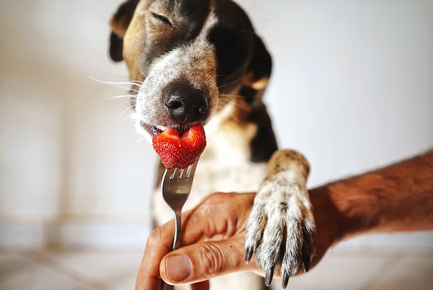 dog eating strawberry, image