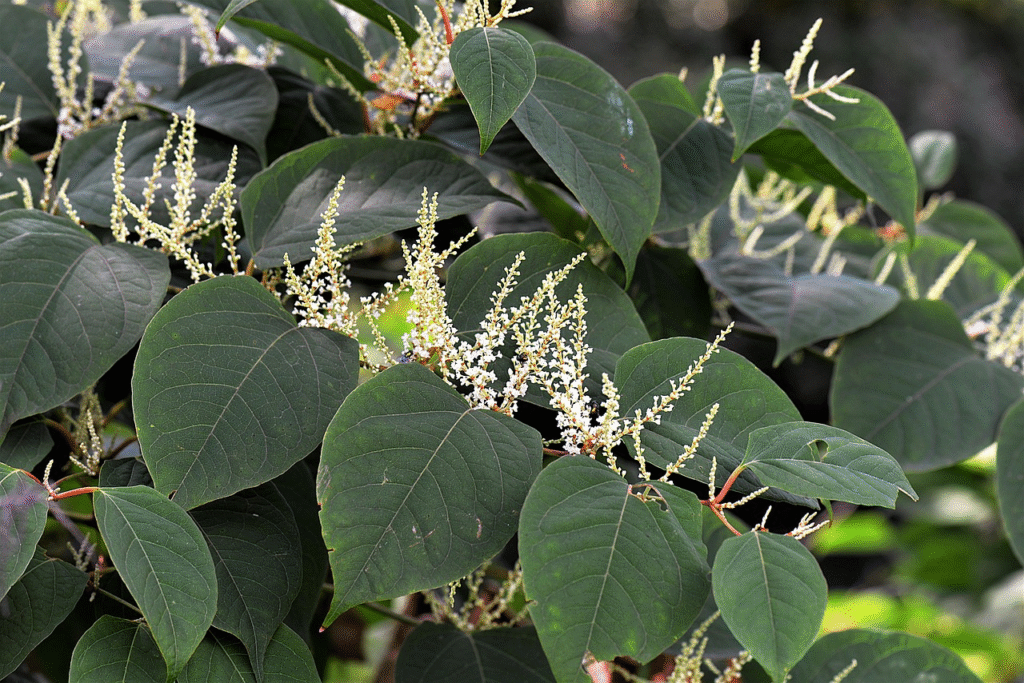 Knotweed, Shrub, Nature image