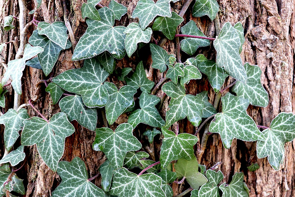 Ivy, English ivy, Plants image