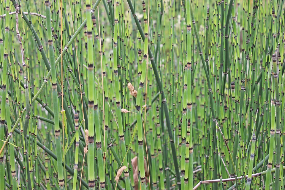 Bamboo, Bamboo cane, Plants image